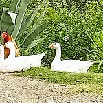 Alojamento de Turismo Rural Casa Rossa *